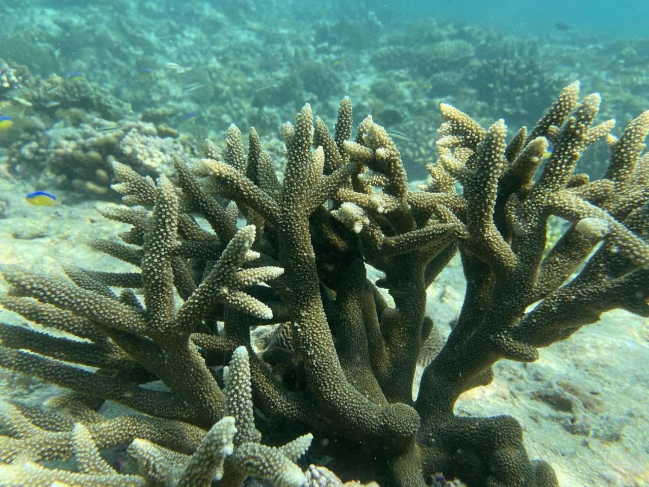 Mamello Beach Club Maldives Feridhoo Exteriör bild